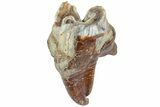 Fossil Woolly Rhino (Coelodonta) Tooth - Siberia #225176-2
